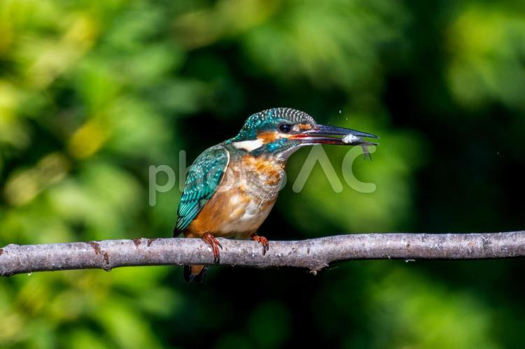 枝にとまって魚を食べるカワセミ カワセミ,野鳥,鳥の写真素材