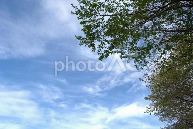 初夏の木々と青い空 初夏,5月,新緑の写真素材