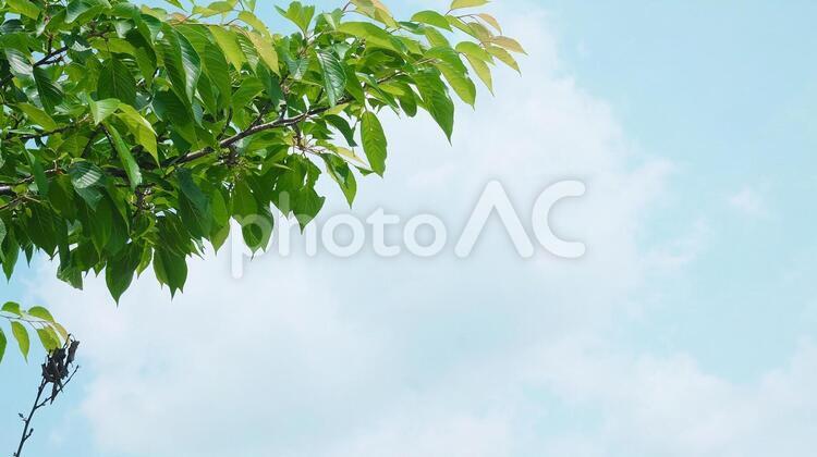 夏の空と草木 葉,自然,空の写真素材
