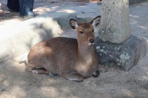 宮島　鹿04 鹿,宮島,広島県の写真素材