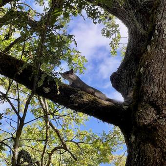 野生動物 リス 野生動物 リス 木,青空,葉っぱの写真素材