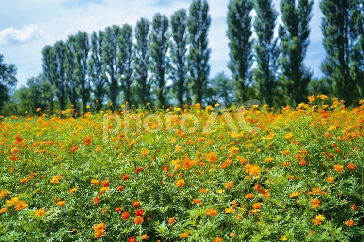 自然の感じる風景　青空とオレンジの花畑④ 花,オレンジ,青空の写真素材