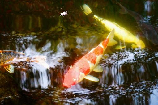 池を泳ぐ鮮やかな紅白の錦鯉 日本の風景,水鏡,反射の写真素材