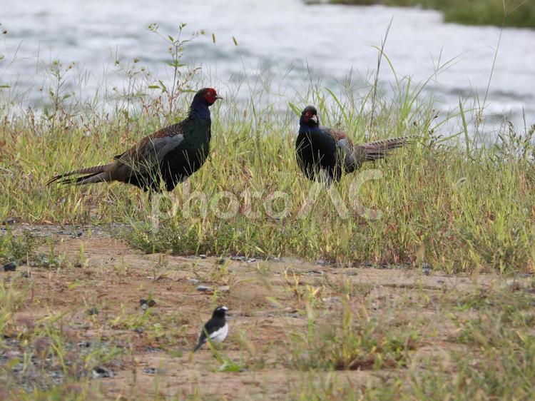 川辺に立つ2羽のキジとセグロセキレイ 鳥,野鳥,カワセミの写真素材