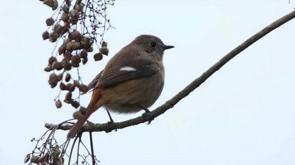 ジョウビタキ(尉火焚) 自然,鳥,野鳥の写真素材