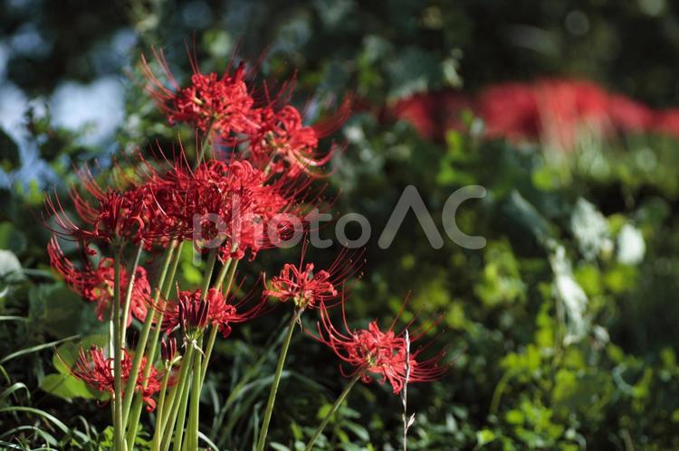 彼岸花　曼珠沙華 彼岸花,曼珠沙華,花の写真素材