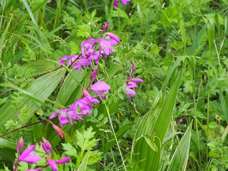 草むら 草むらの写真