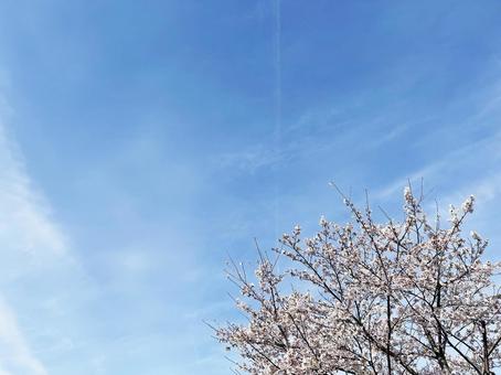 春の桜 背景素材 春の桜 背景素材の写真