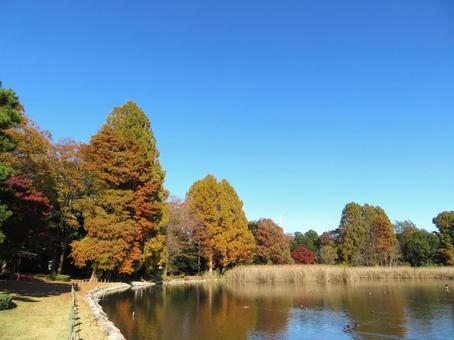 晩秋の公園 晩秋の公園の写真