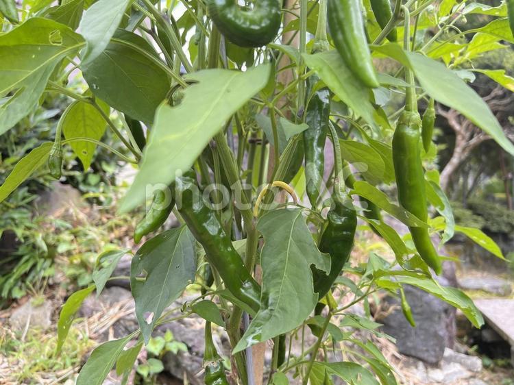 「トウガラシ」：イメージ用素材 トウガラシ,とうがらし,野菜の写真素材