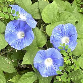 あさがお あさがお 朝顔,花,夏の花の写真素材