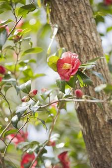 Red camellia flower, JPG