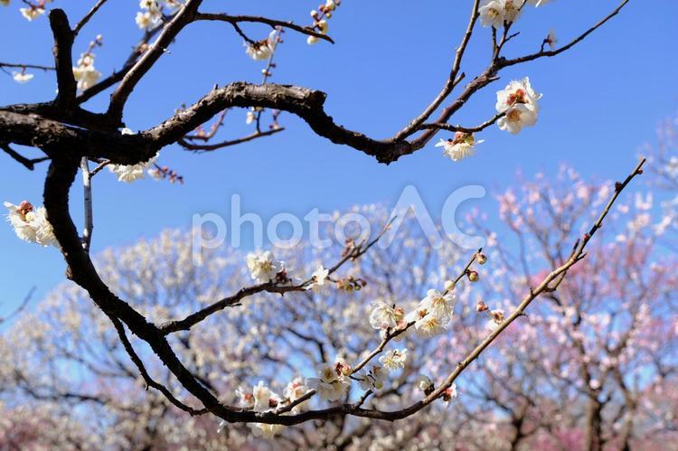 【東京】府中市郷土の森博物館の梅（春） 花,梅,紅梅の写真素材