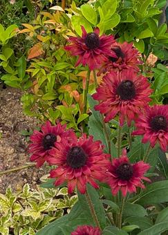 ピンクのルドベキア ピンクのルドベキア ルドベキア,花壇,花の写真素材