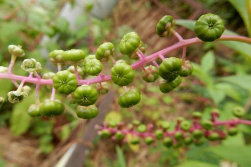 【植物写真】ヨウシュヤマゴボウ 【植物写真】ヨウシュヤマゴボウの写真