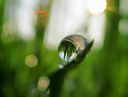 水滴と朝の光の風景の写真
