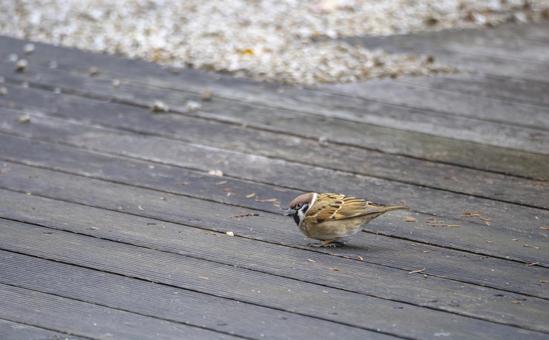 木のデッキに小さな訪問者 すずめ,スズメ,野鳥の写真素材