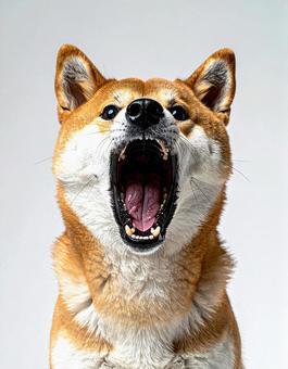 大きく口を開ける犬 大きく口を開ける犬の写真