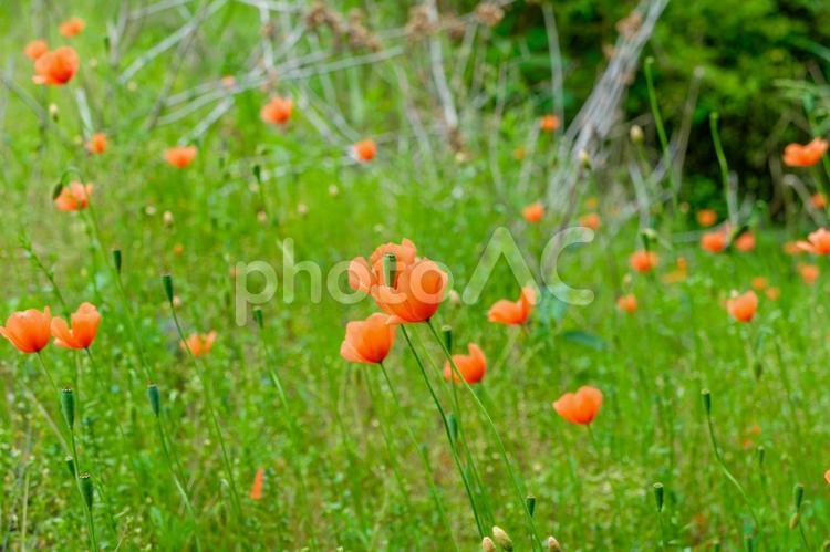 風に揺れる野原のヒナゲシ ヒナゲシ,ケシ,花の写真素材