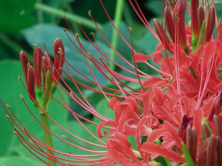 彼岸花の花びら 彼岸花の花びらの写真