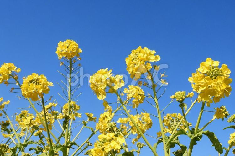 菜の花（カンザキハナナ）と青空 菜の花,早咲き,黄色の写真素材