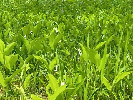 すずらん　北海道　平取町　芽生　群生地 すずらん,スズラン,鈴蘭の写真素材