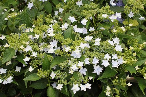 Hydrangea 95, JPG Hydrangea 95, JPG