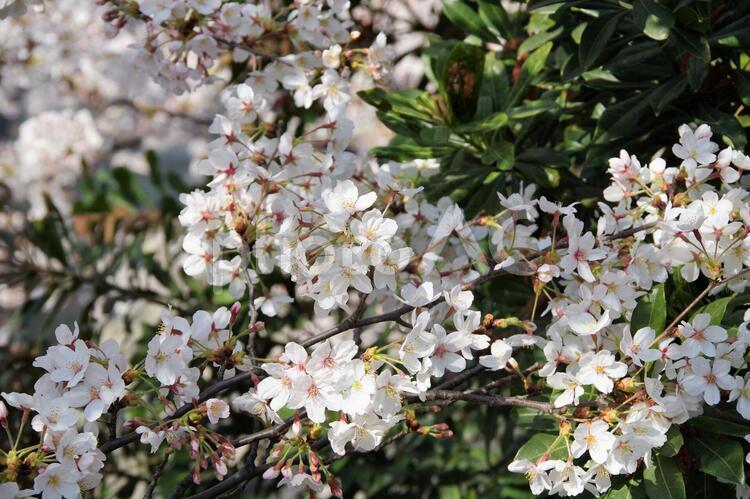 満開の桜の花 桜,桜の花,花の写真素材