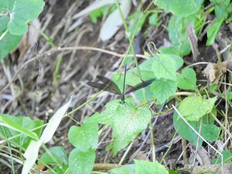 ハグロトンボの写真