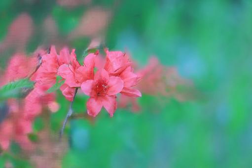 Floral pattern - seasonal flowers, JPG Floral pattern - seasonal flowers, JPG