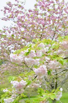 薄紅色の八重桜　松月 松月,桜,八重桜の写真素材