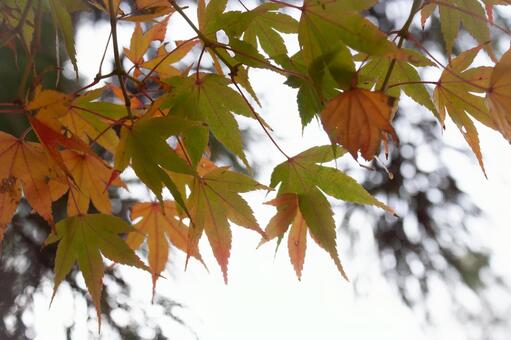 秋のもみじ もみじ,紅葉,秋の写真素材