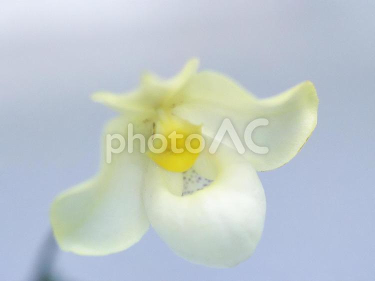 世界の美しい洋らん らん,花,マクロの写真素材