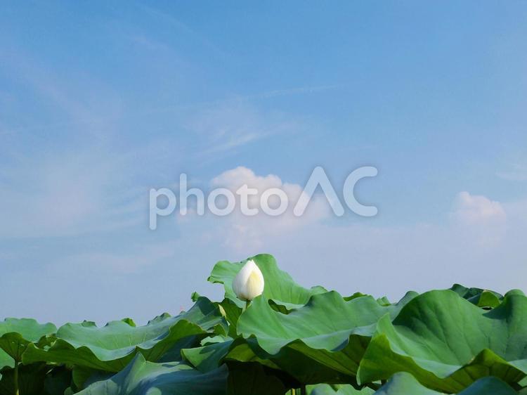 白い蓮の花 (横位置) 蓮,コピースペース,自然の写真素材