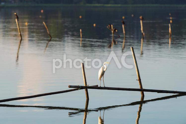 杭の上で羽を休めるダイサギ ダイサギ,鷺,水鳥の写真素材