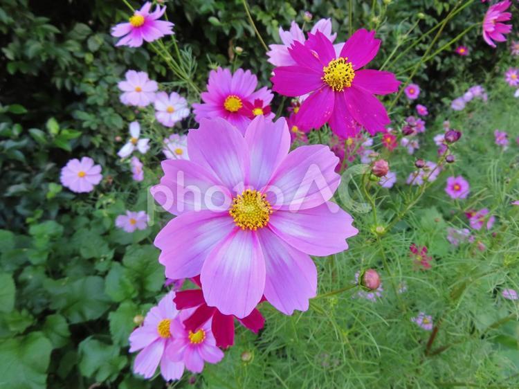 かわいいコスモスの花々たち 日本,季節,四季の写真素材
