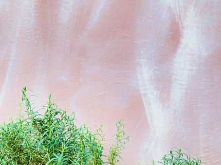 ローズマリー、コピースペース ローズマリー,ハーブ,グリーンの写真素材