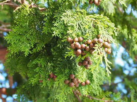 ヒノキ ヒノキ 木漏れ日,木,グリーンの写真素材