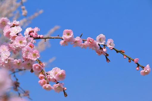 香り良い梅の花 梅,春,花の写真素材