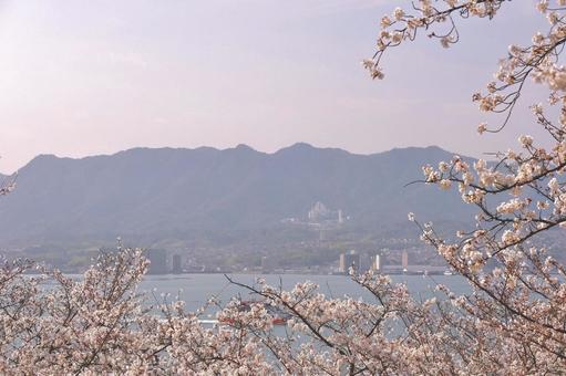 桜に海 桜に海の写真