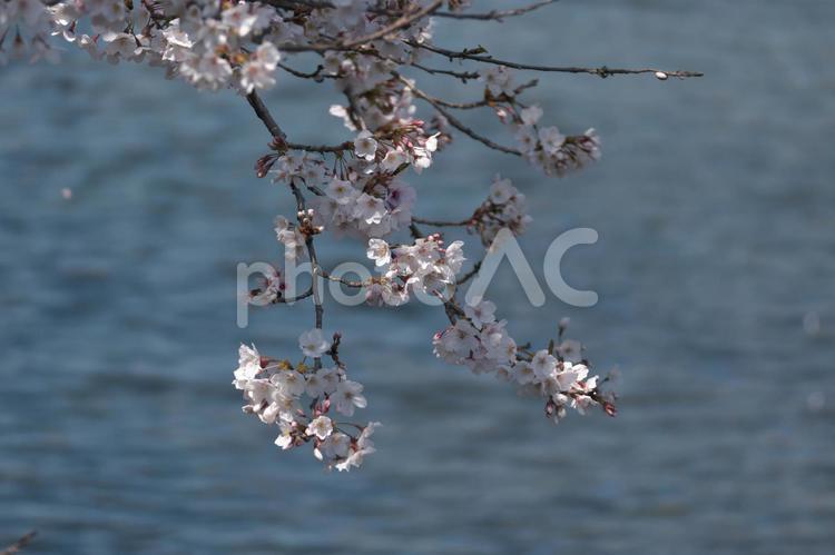 泉の土手に咲く白いソメイヨシノ 風景,川,水の写真素材
