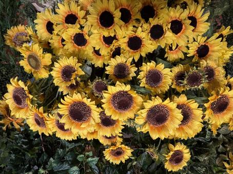 ひまわり ひまわり ひまわり,花,夏の写真素材