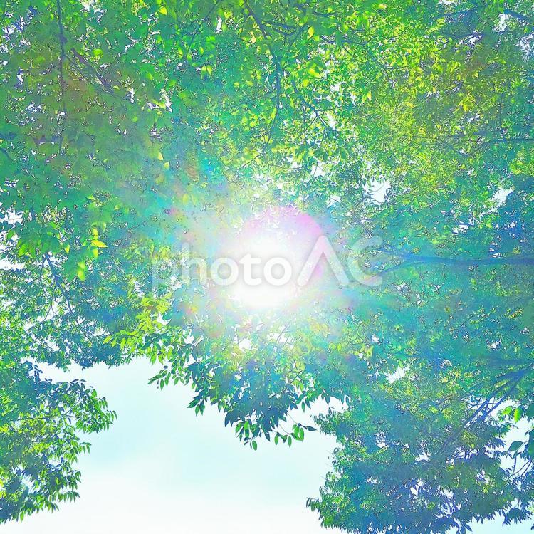 木漏れ日 木漏れ日,木洩れ日,木の写真素材