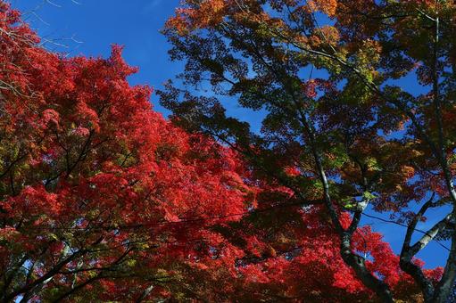 秋晴れと紅葉 紅葉,もみじ,紅の写真素材