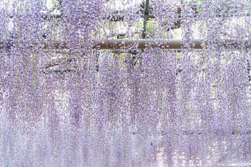 光あふれる藤の花のトンネル④ 光あふれる藤の花のトンネル④ 藤,花,春の写真素材