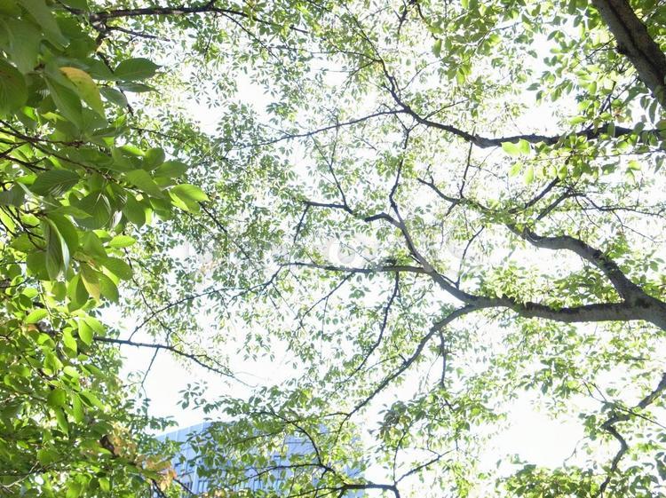光さす都会の中の木々 風景,背景,自然の写真素材