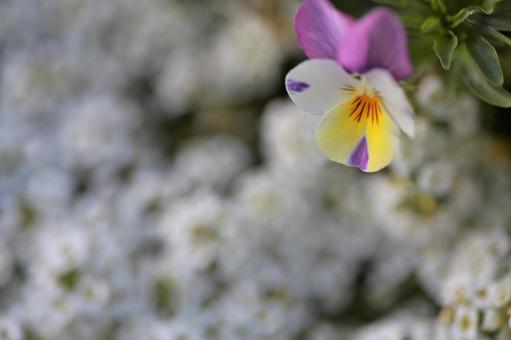 一輪の花 一輪の花の写真