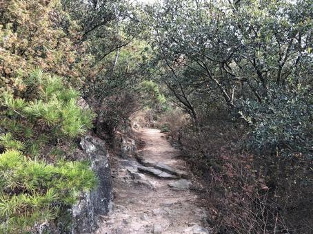木々が生い茂る登山道 木々が生い茂る登山道の写真