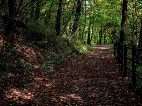烏川渓谷緑地の落ち葉の道 ハイキング,山,森林の写真素材