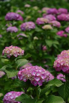 Photo, hydrangea, flower, hydrangea plant, 